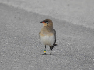 Canada Goose Baby Snow Bunting Frontera popular Canada Goose Baby Snow Bunting Frontera popular